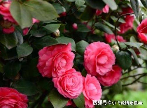 山茶花，寓意坚韧与真挚