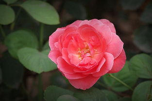 让月季的美丽梗加灿烂