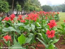 园林中的美人蕉种植经验