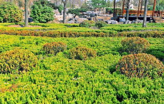 苗木价格上涨， 市场前景广阔