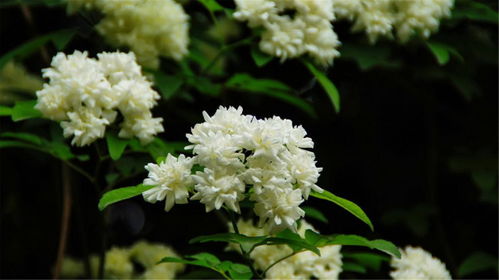 木香花的花期：一段美妙的季节之旅