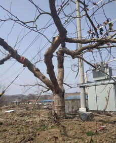 防治方法， 不容忽视