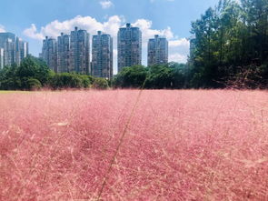 粉黛乱子草的花语寓意和传说中，它为何被赋予“梦幻爱情”的象征