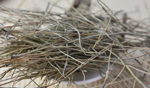 松树皮养花，意想不到的神奇效果！