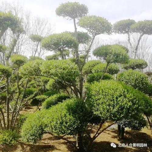 庭院里的雪松， 既要美观又要耐寒