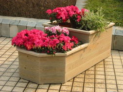 鱼尾葵及悬崖菊适合阳台种的花:喜晒耐旱的品种:多肉植物、仙人掌类花卉、安石榴、茉莉、杜鹃、月季、桂花、米兰、含笑等。还可选择木本花中盆松、 盆竹、...