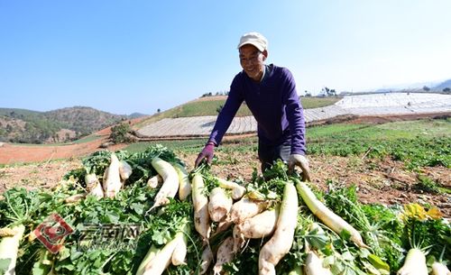 云南山区蔬菜种植的气候与土壤秘籍