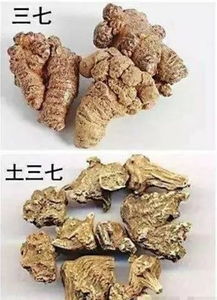 土三七揭秘：它属于哪个科植物？与三七有何不同？