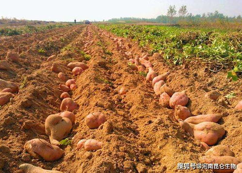 南方无休眠区中部霜冻地区，种植哪些作物能避免霜冻影响呢