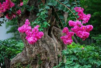 紫薇树长虫了怎么办？