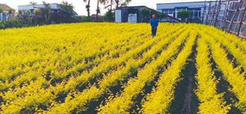 乡村路边适合栽种一些耐寒、 易养护、不需要太多管理的花卉