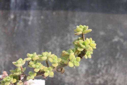 植物休眠的征兆有哪些？