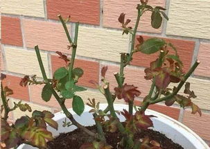 修剪好处， 大家dou懂