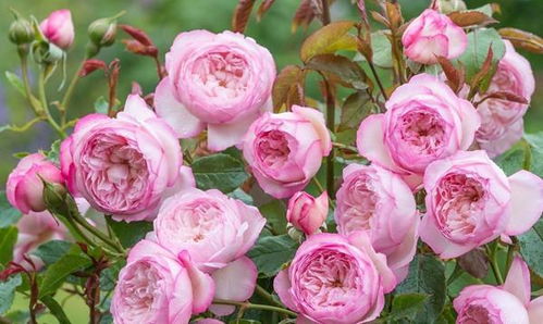 狂野埃德里克月季：那啥？这是啥东西？