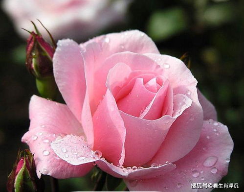 为什么玫瑰花种子发芽率低？