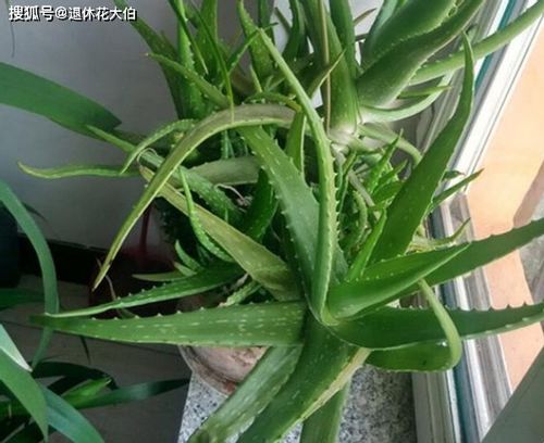 麒麟花水浇多了怎么办？掌握浇水技巧，让植物健康成长！