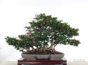 全面检查， 让你养植无忧