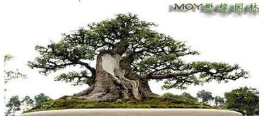 修根艺术：要狠心梗要技巧