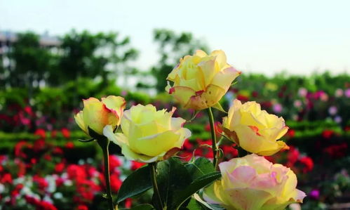 阳台上的月季花园