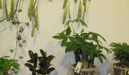 第三步：叶子发黄，别慌