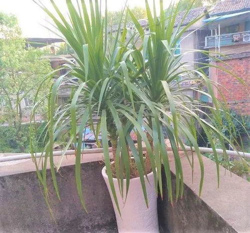 龙血树毒株揭秘，养花必看！