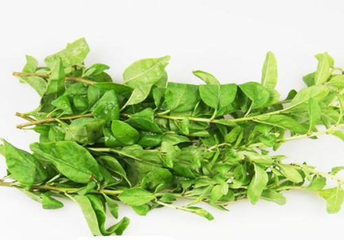 春天的野菜有哪些？农村人常吃的野菜大盘点