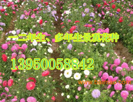 草种选择大揭秘