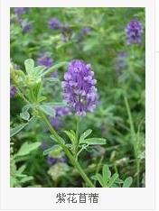 通泉草的种植地点