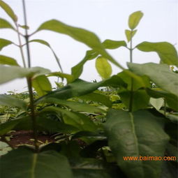 紫藤种子种植方法， 一步步教你