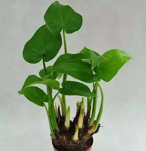 网购草本花种， 夏日养花攻略大揭秘