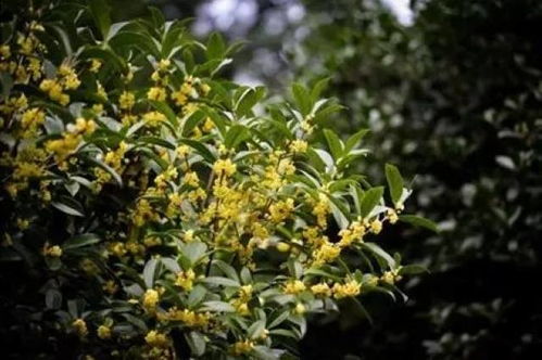 桂花的花期变化