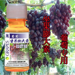 丙环唑：水果膨大的守护者还是破坏者？