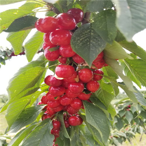 樱桃树苗图片哪里有？网上靠谱平台推荐吗