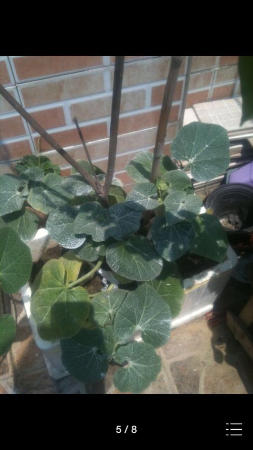 葫芦藤的叶子模样