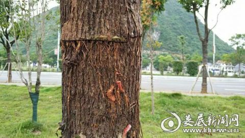 温水泡泡就嫩行？园林工常用的3步催芽法