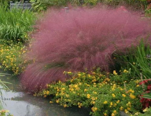 绿化类（庭院/市政用）