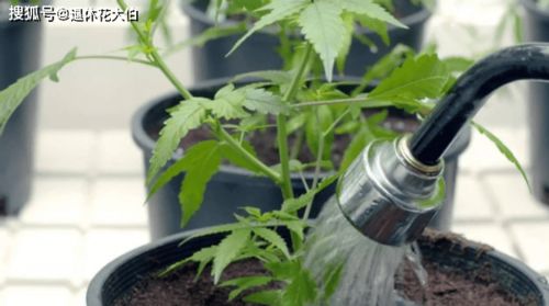 玫瑰花一周浇几次水最合适？如何正确浇水避免根部腐烂