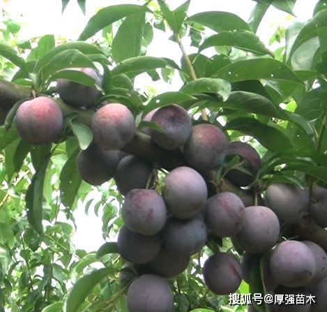 红豆杉的锈病类型及防治方法