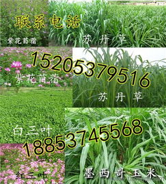 寻找那片神奇的草