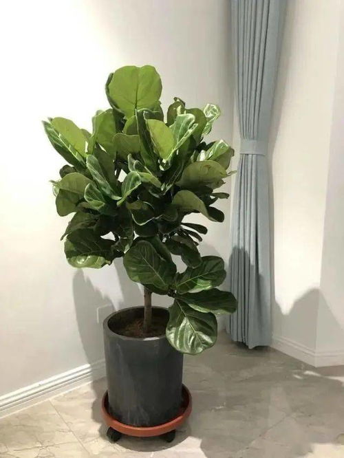 浅盆适合栽什么植物？这样选植物