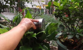 啤酒浇花的效果