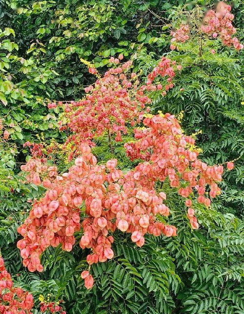 栾树的种植技巧