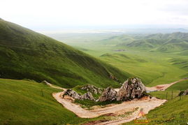 川西高原的天然育苗床