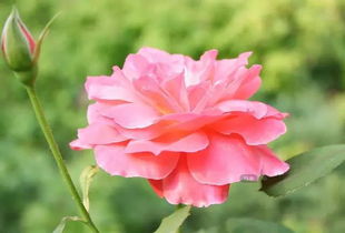 月季的浪漫故事