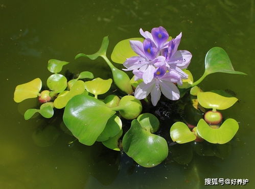 水葫芦为何在自来水里养不活？自来水对水葫芦生长有影响吗？