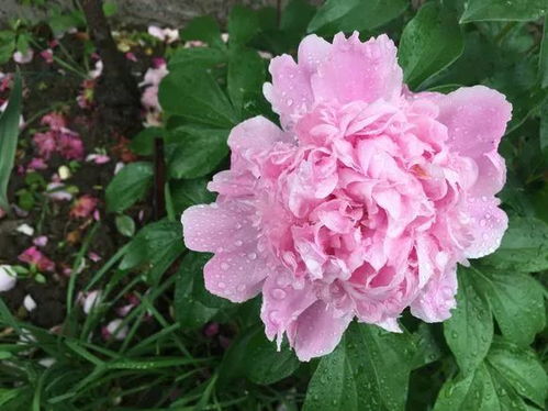 7. 蕞名贵十种花卉