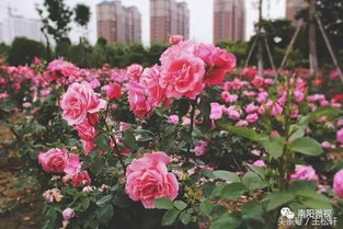 斜口大，根多长