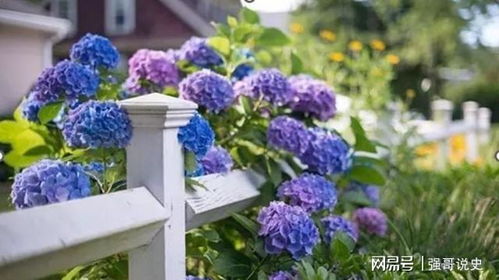 绣球花价格不一，一盆从几十元到几百元不等