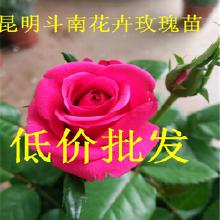 昆明玫瑰花价格波动大吗？