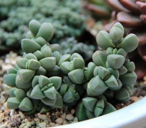 红兔耳多肉植物，如何让叶片饱满又健康